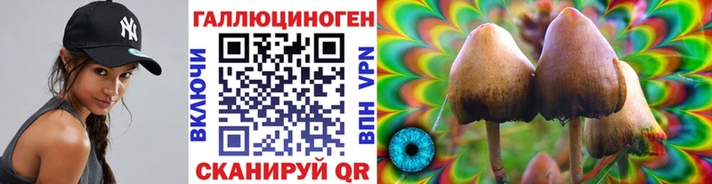 Псилоцибиновые грибы Psilocybine cubensis  закладка  Елизово 